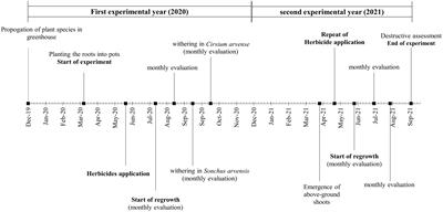 The effect of two-year application of pelargonic acid on the growth of Cirsium arvense (L.) Scop. and Sonchus arvensis L